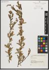 Foto von Salix triandra L.